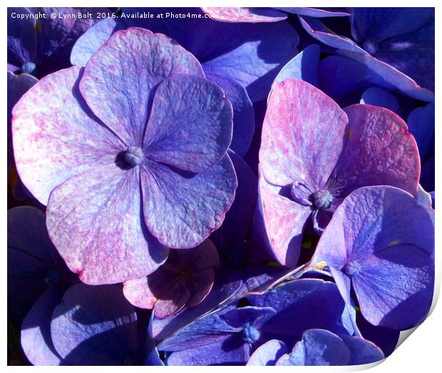 Purple Hydrangea Print by Lynn Bolt
