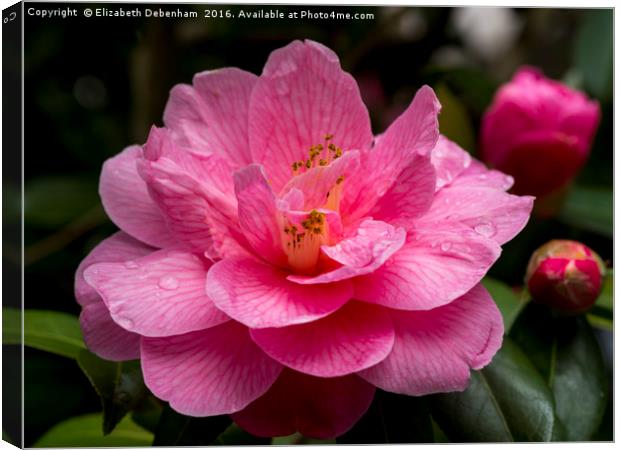 Pink Camellia, Donation Canvas Print by Elizabeth Debenham