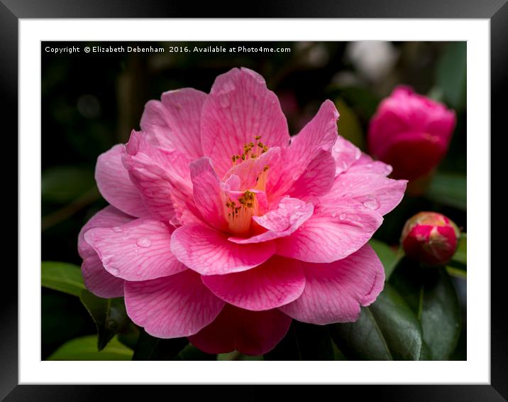 Pink Camellia, Donation Framed Mounted Print by Elizabeth Debenham