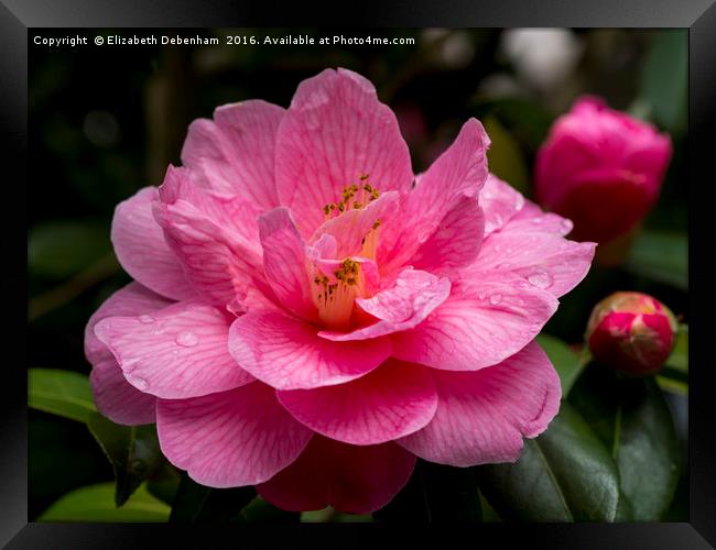Pink Camellia, Donation Framed Print by Elizabeth Debenham