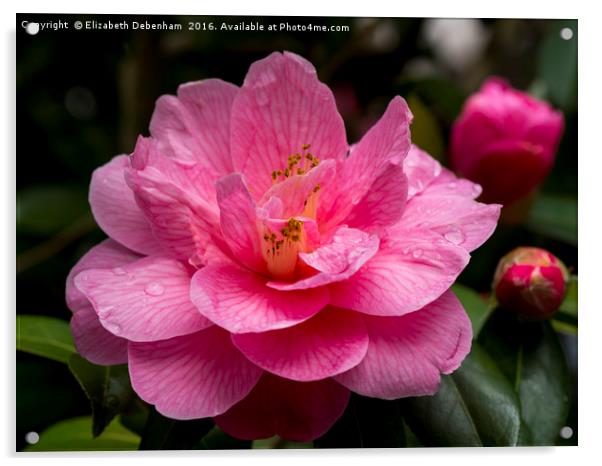 Pink Camellia, Donation Acrylic by Elizabeth Debenham