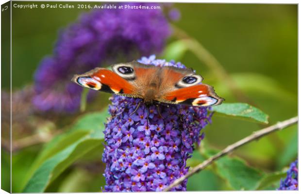 Peacock Butterfly Canvas Print by Paul Cullen