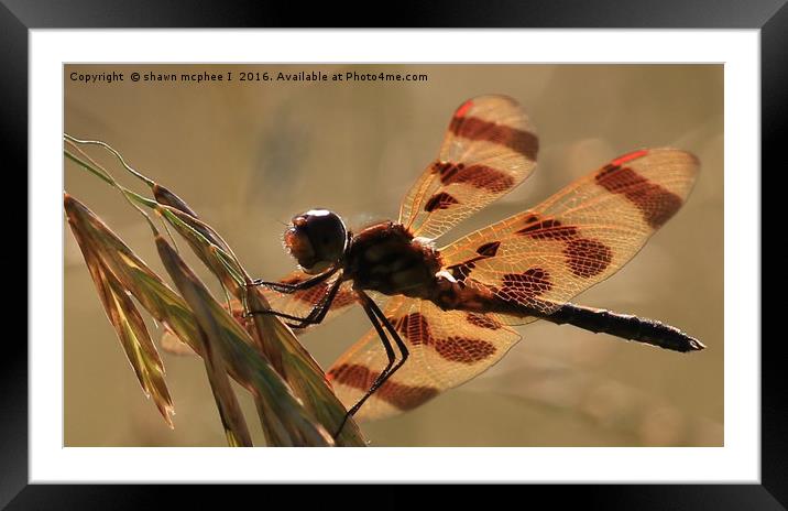 Dragon fly Framed Mounted Print by shawn mcphee I