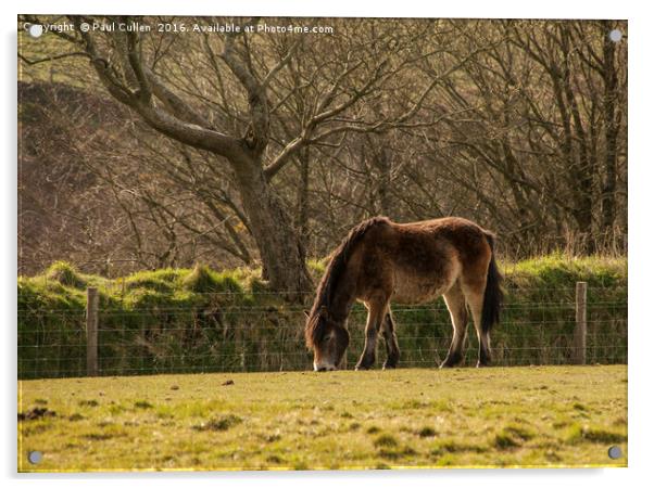 Exmoor Pony Acrylic by Paul Cullen