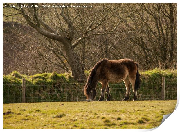Exmoor Pony Print by Paul Cullen
