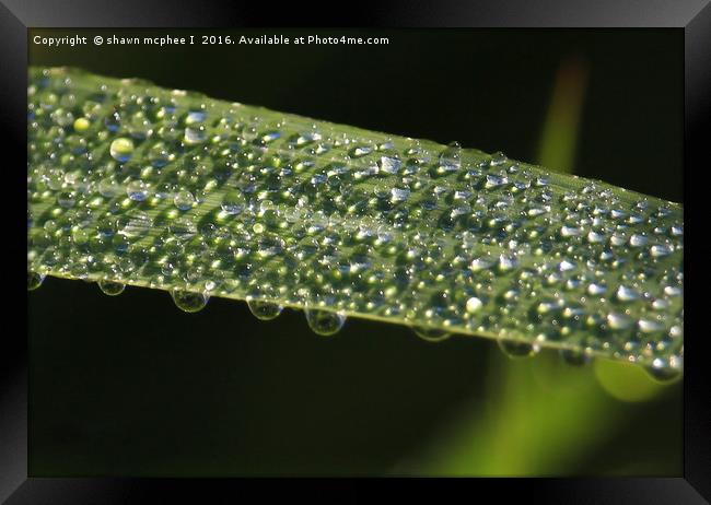 Water Diamonds Framed Print by shawn mcphee I