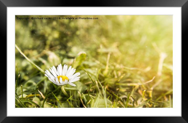 Spring Daisy Framed Mounted Print by richard sayer