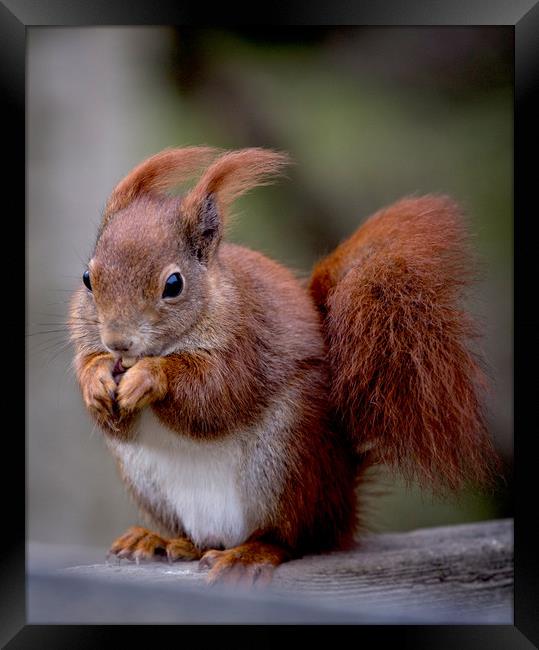 Red Squirrel Framed Print by Ceri Jones