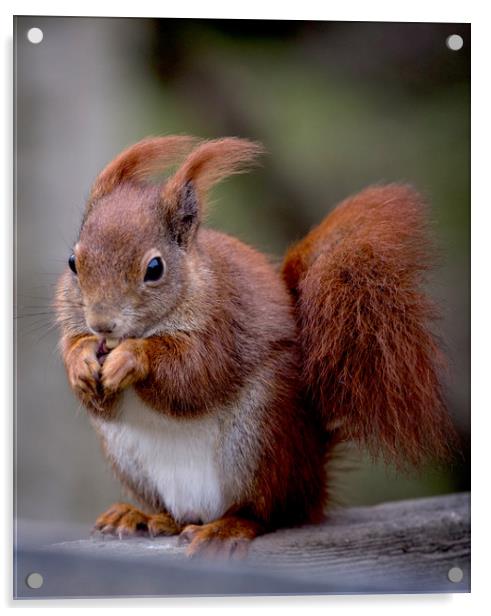 Red Squirrel Acrylic by Ceri Jones