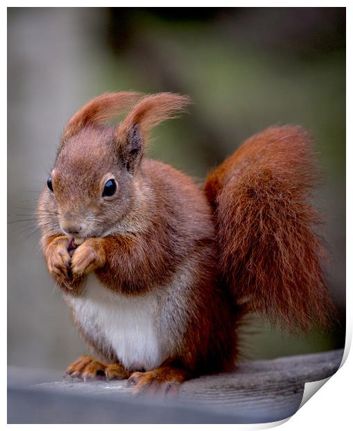 Red Squirrel Print by Ceri Jones
