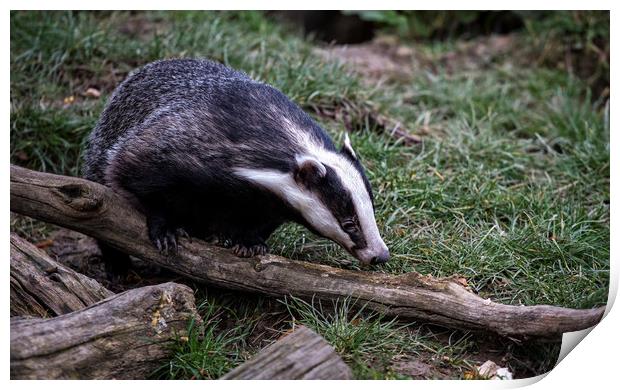 Badger on a branch Print by Ceri Jones