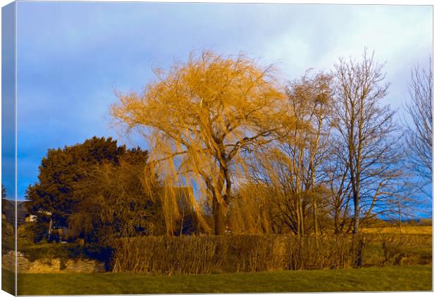 the golden tree Canvas Print by paul ratcliffe