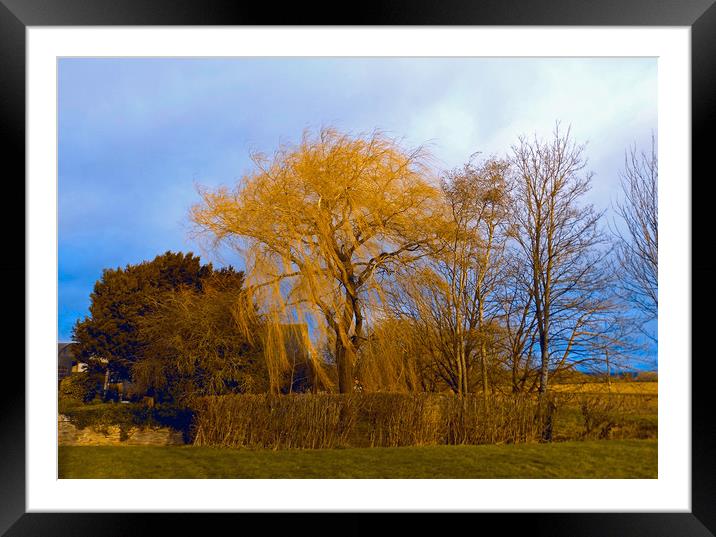 the golden tree Framed Mounted Print by paul ratcliffe