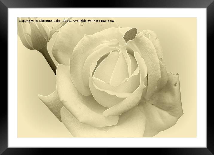 Silver Rose Framed Mounted Print by Christine Lake