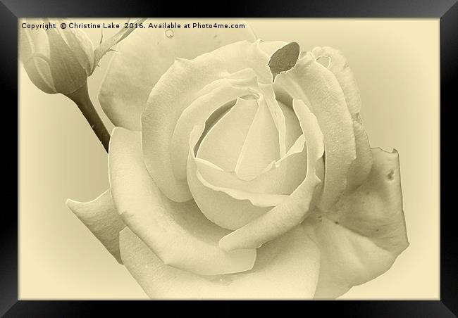 Silver Rose Framed Print by Christine Lake