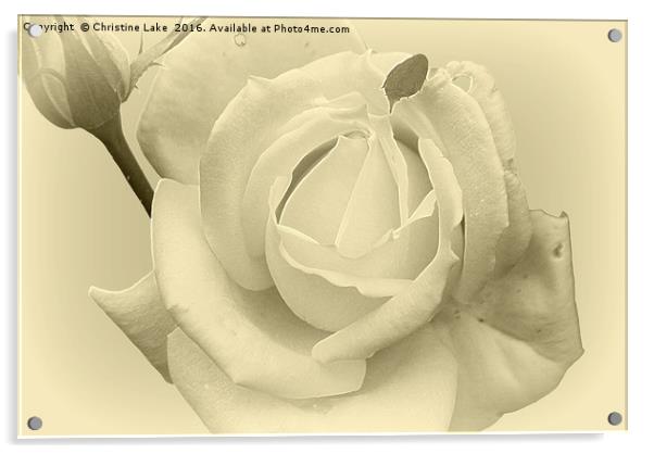 Silver Rose Acrylic by Christine Lake