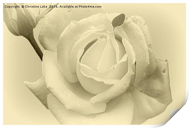 Silver Rose Print by Christine Lake