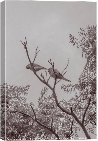 Couple of Parrots in the Top of a Tree Canvas Print by Daniel Ferreira-Leite