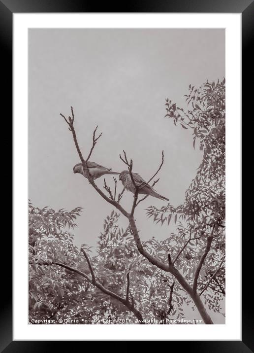 Couple of Parrots in the Top of a Tree Framed Mounted Print by Daniel Ferreira-Leite