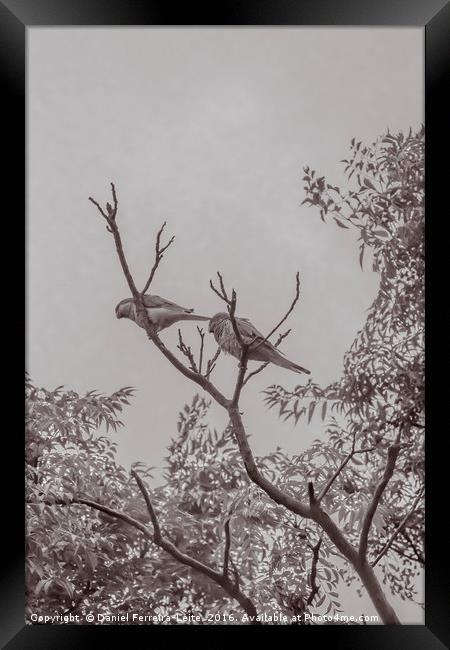 Couple of Parrots in the Top of a Tree Framed Print by Daniel Ferreira-Leite