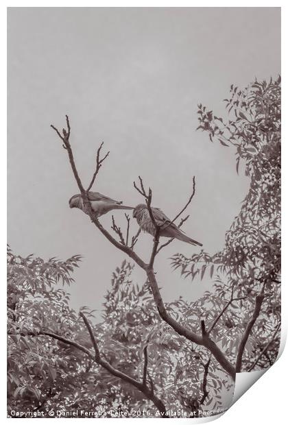 Couple of Parrots in the Top of a Tree Print by Daniel Ferreira-Leite