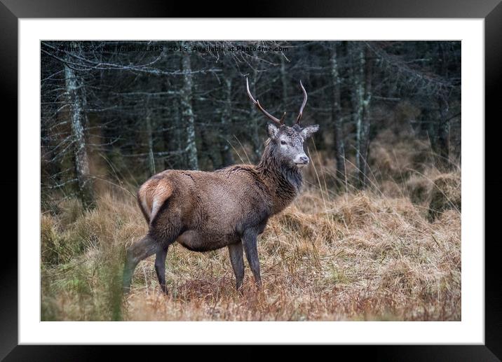 Highland Stag Framed Mounted Print by Keith Thorburn EFIAP/b