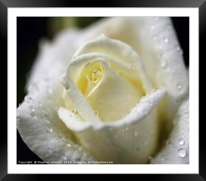 White Rose Framed Mounted Print by Stephen Johnson