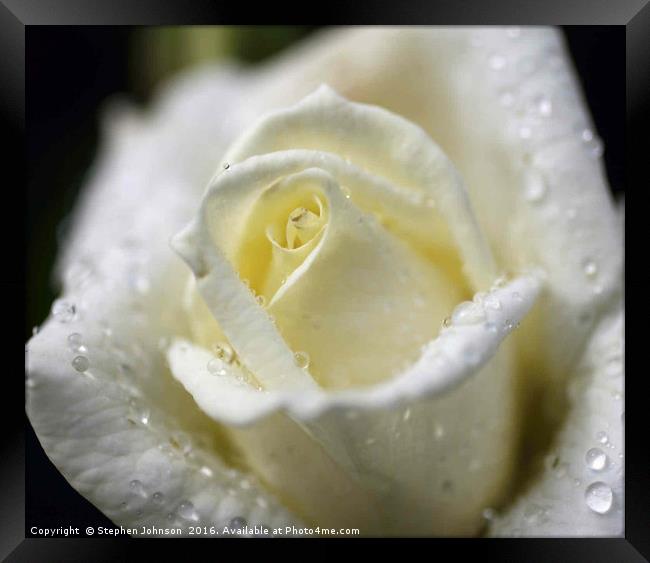 White Rose Framed Print by Stephen Johnson