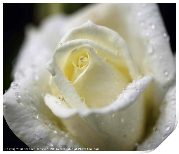White Rose Print by Stephen Johnson
