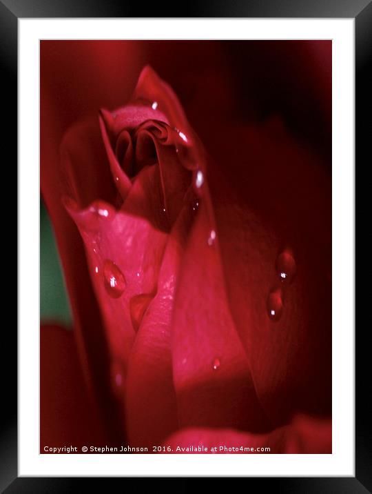 Red Rose Bud Framed Mounted Print by Stephen Johnson
