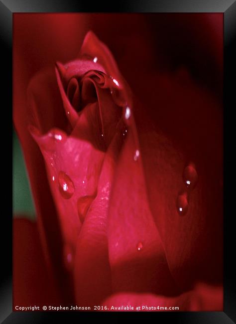 Red Rose Bud Framed Print by Stephen Johnson