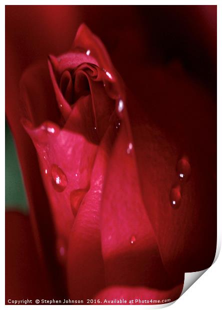 Red Rose Bud Print by Stephen Johnson