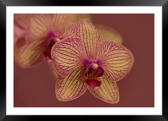 Butterfly Orchid Framed Mounted Print by Jacqi Elmslie