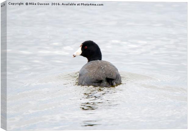 Coot Canvas Print by Mike Dawson