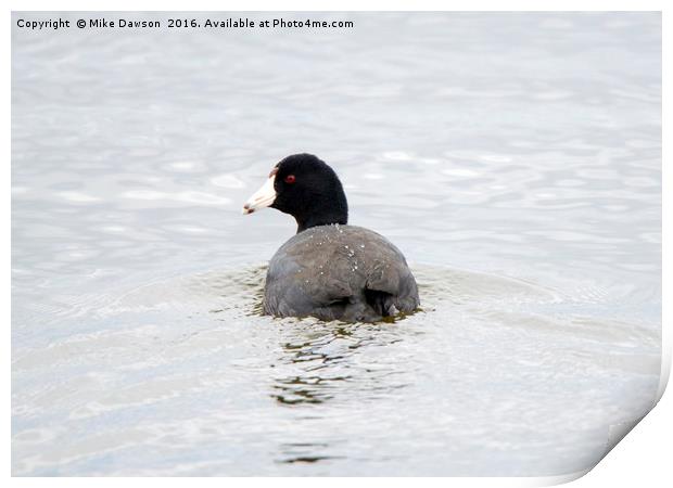 Coot Print by Mike Dawson