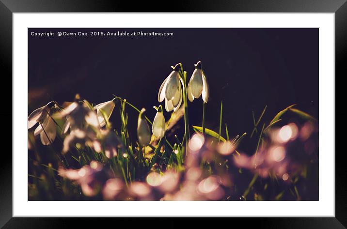 Snowdrops Framed Mounted Print by Dawn Cox