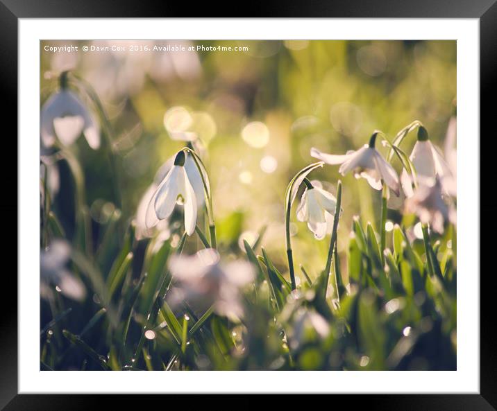 Spring is on its way Framed Mounted Print by Dawn Cox
