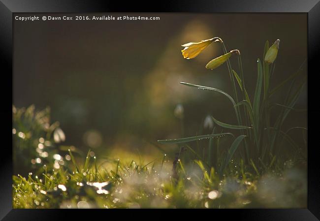 Daffodils Framed Print by Dawn Cox