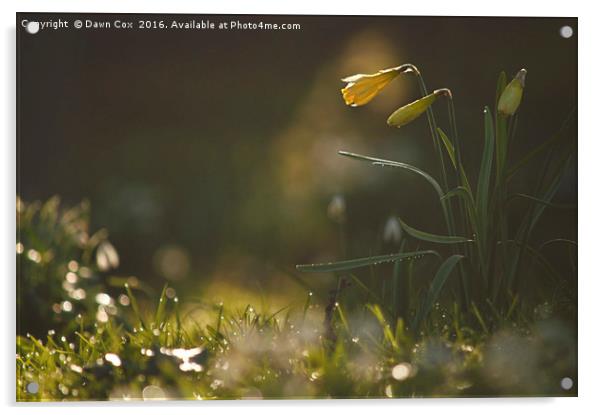 Daffodils Acrylic by Dawn Cox