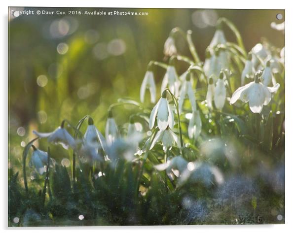 White Snowdrops Acrylic by Dawn Cox