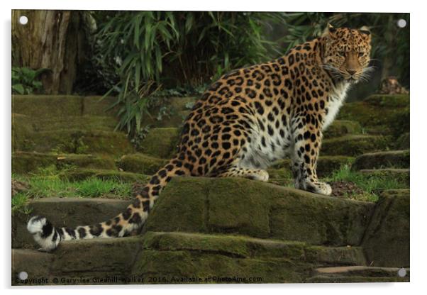 Amur Leopard Acrylic by GLW & EJ Photography