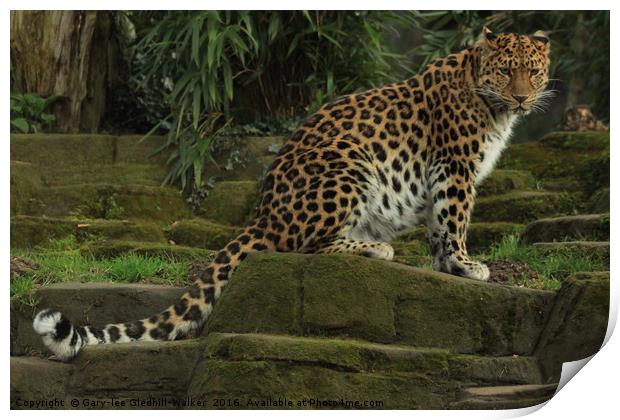 Amur Leopard Print by GLW & EJ Photography