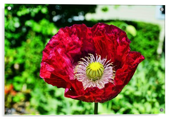 Poppy Acrylic by Frank Irwin