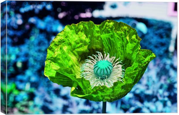 Poppy- artistic licence. Canvas Print by Frank Irwin