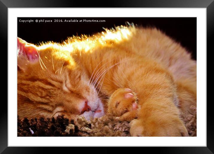 sleeping fudgy Framed Mounted Print by phil pace