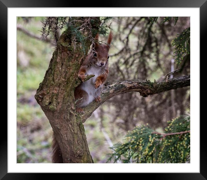 Red Squirrel Framed Mounted Print by Ceri Jones