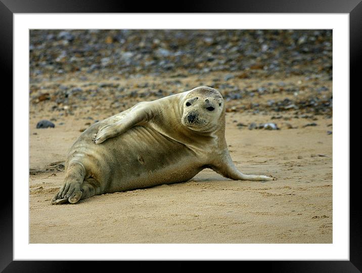 ATLANTIC GREY SEAL Framed Mounted Print by Anthony R Dudley (LRPS)