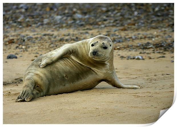 ATLANTIC GREY SEAL Print by Anthony R Dudley (LRPS)