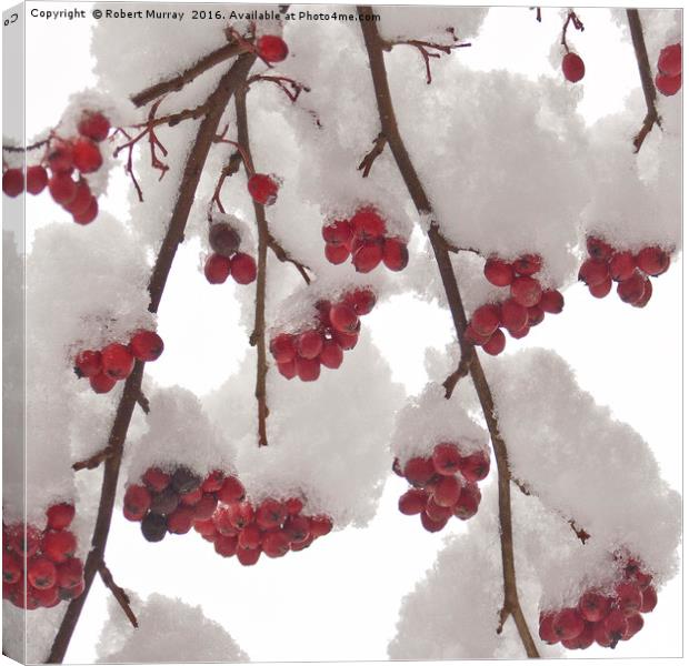 Snowberries Canvas Print by Robert Murray