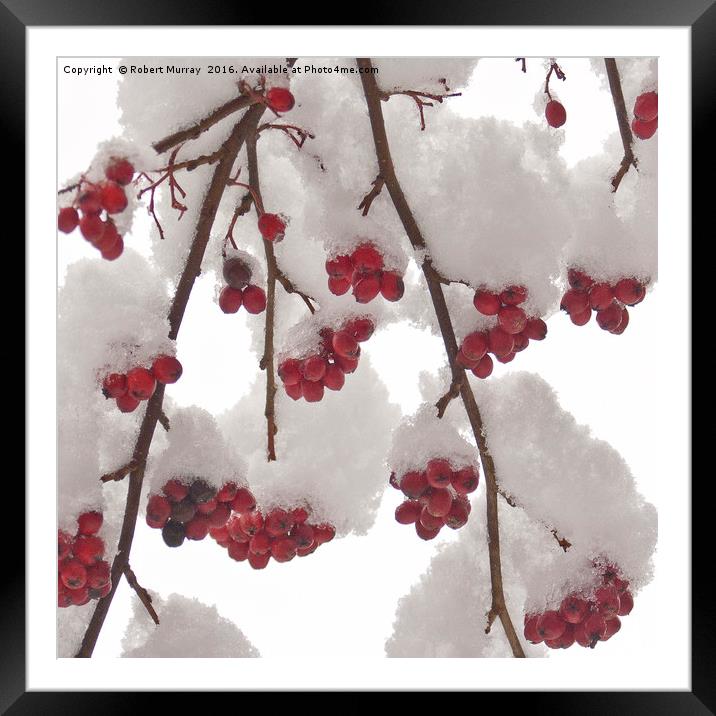 Snowberries Framed Mounted Print by Robert Murray